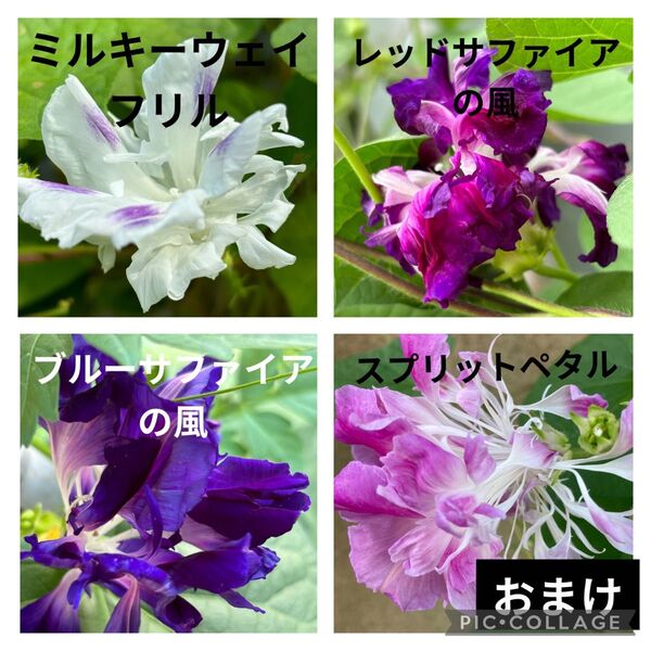 珍しい フリル咲き 変化朝顔 mix 種子 10粒以上