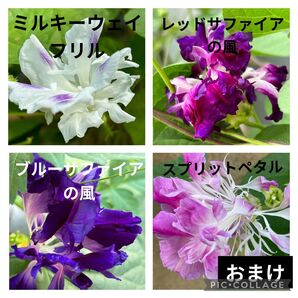 珍しい フリル咲き 変化朝顔 mix 種子 10粒以上