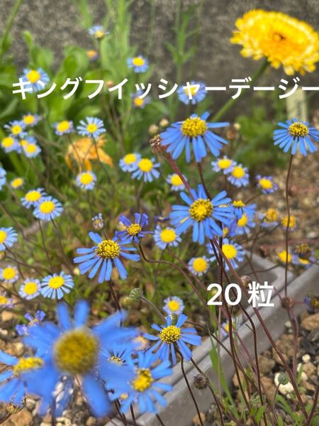 キングフイッシャーデージー 種子 20粒以上 花 ブルーデージー