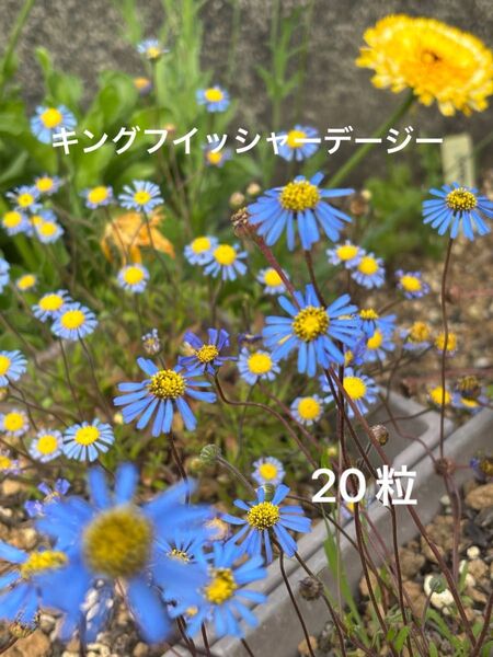 キングフイッシャーデージー 種子 20粒以上 花 ブルーデージー