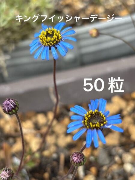 キングフイッシャーデージー 種子 50粒以上 花 ブルーデージー