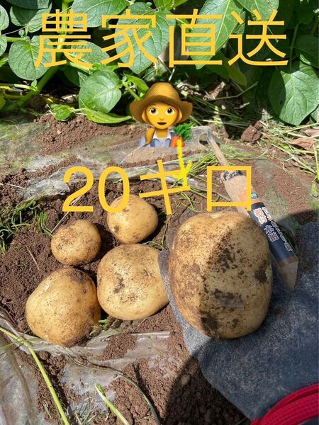 新じゃがいも20キロ訳あり