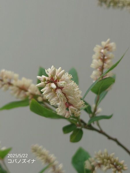 コバノズイナ赤花苗①