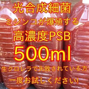 ミジンコ、ゾウリムシ爆殖します★送料無料★自家培養★高濃度光合成細菌PSB500ml+培養用エビオス錠9錠#生クロレラも出品中