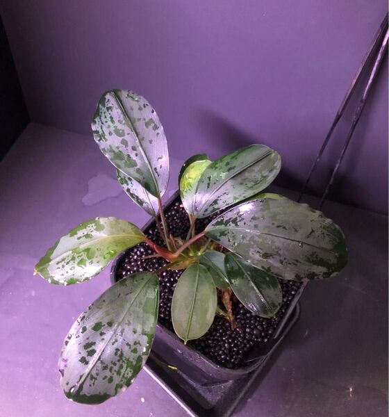 陰性水草の王様的存在【ブセファランドラ】キングアスマラ