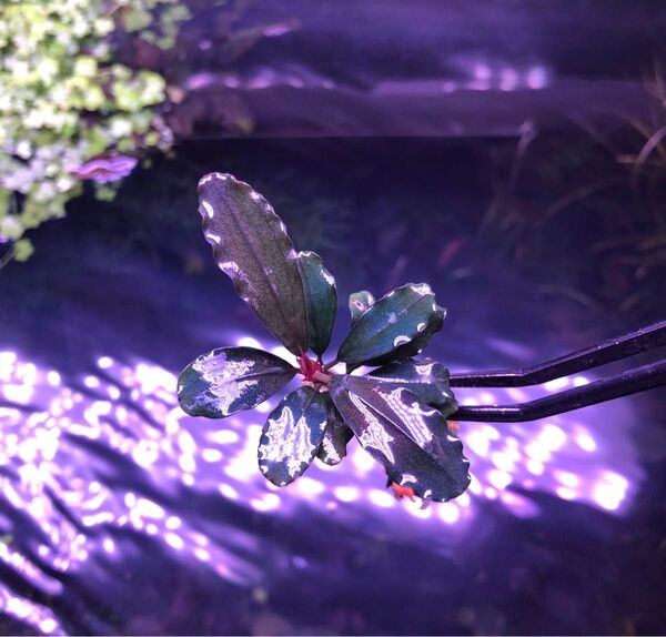 陰性水草の王様的存在【ブセファランドラ】ブラウニーゴースト1株