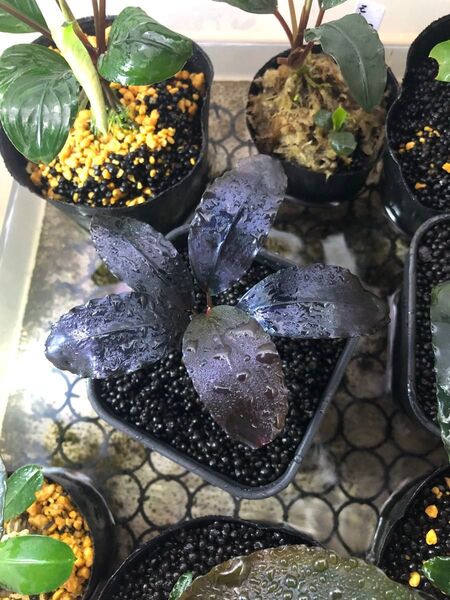 陰性水草の王様的存在【ブセファランドラ】Theia Blue