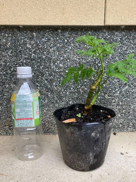 トゲ無しタラの木 苗木 タラの芽 消毒なし 山菜