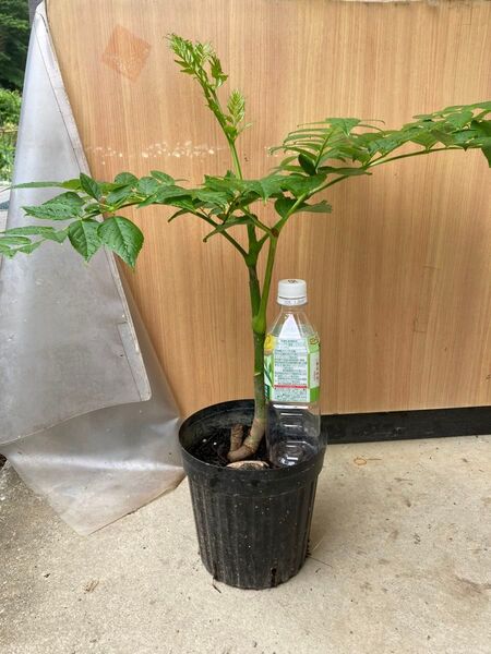 トゲ無しタラの木 苗木 タラの芽 山菜 ポット植え