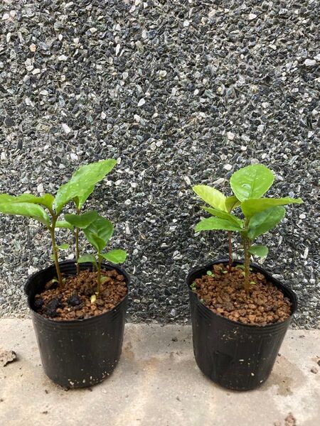 お茶の苗 3本仕立×2ポット 茶の木 チャノキ 消毒なし 番茶 盆栽にも