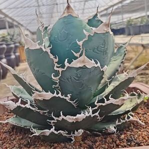 SSS級 アガベ チタノタ悪魔くん TC株 極上 Agave
