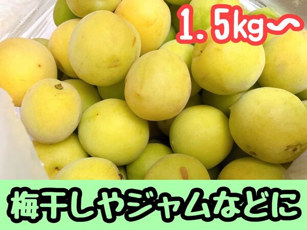 梅 青梅 梅酒 梅干し 梅シロップ 1.5kg以上 果物 食品 自家栽培 無農薬 ジャム