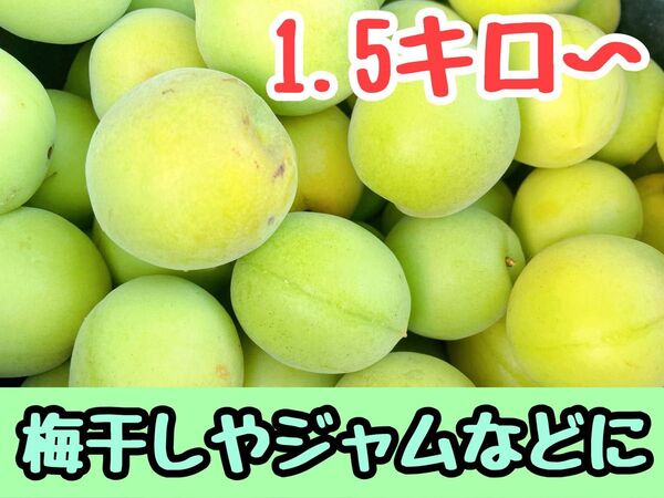 梅 青梅 梅酒 梅干し 梅シロップ 1.5kg以上 果物 食品 自家栽培 無農薬 ジャム
