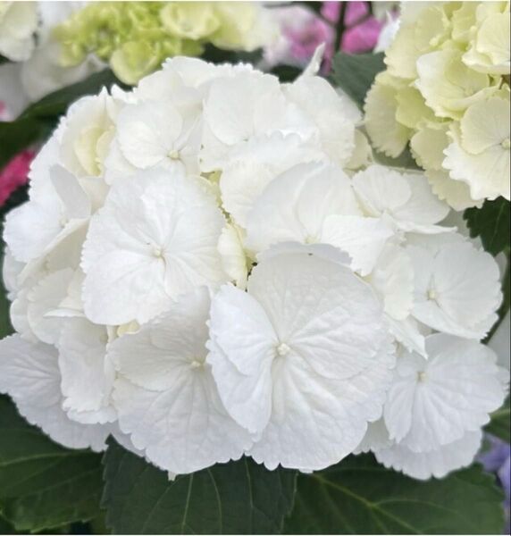 アジサイ 挿し穂 挿し木用枝 2本+1