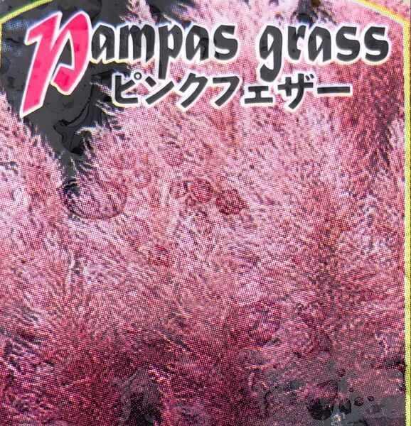 パンパスグラス苗 ピンク 大型品種