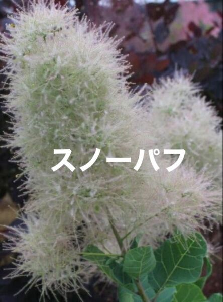 スモークツリー 苗木 雌 スノーパフ 1株 ラベル付き