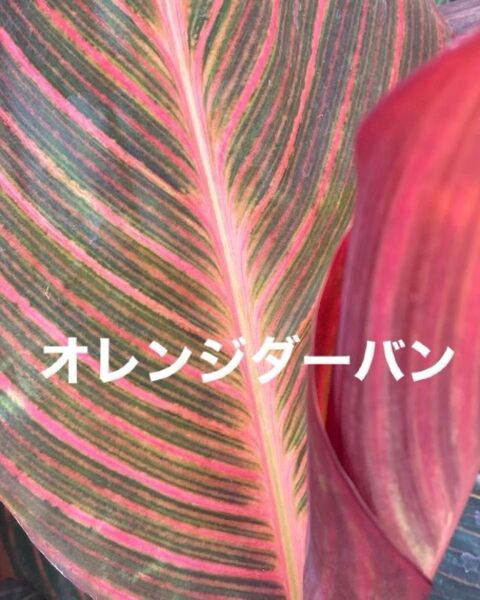 カンナ球根 カンナ苗 幼苗 3種類