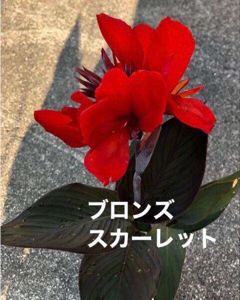 カンナ球根 カンナ苗 幼苗 3種類