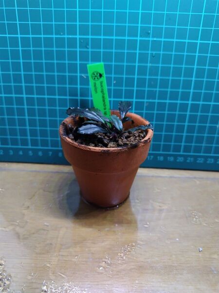 ブセファランドラ メロン Bucephalandra sp