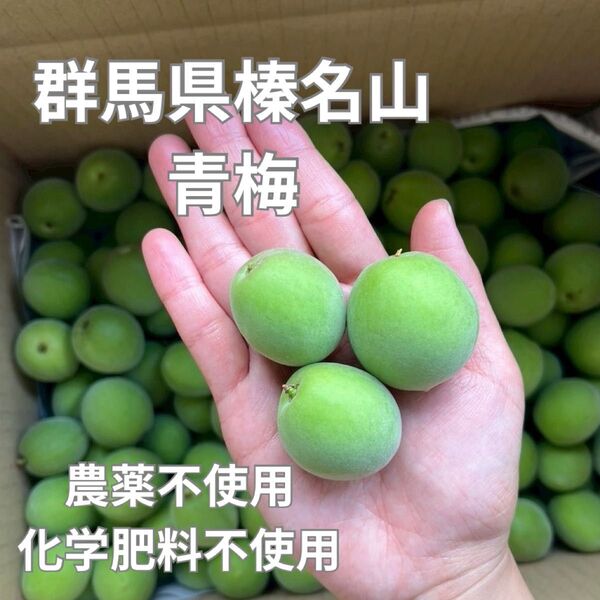 青梅4kg農薬不使用化学肥料不使用 青梅 梅酒 朝採れ 梅シロップ 産地直送#6