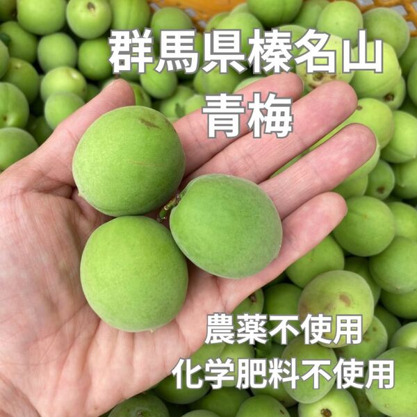 青梅4kg農薬不使用化学肥料不使用#16