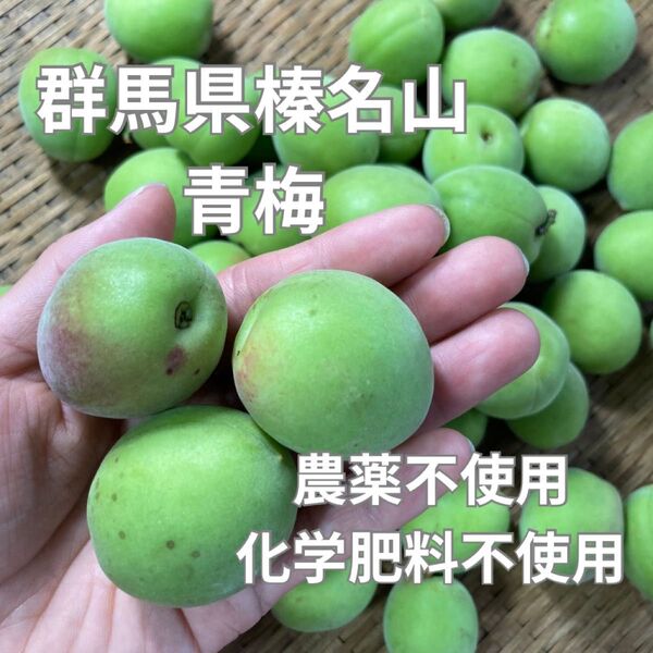 青梅5kg農薬不使用化学肥料不使用 産地直送 梅酒 朝採れ 生もの 梅干し 梅シロップ