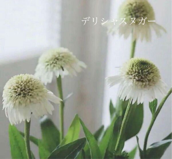 エキナセア苗 デリシャスヌガー 八重咲き