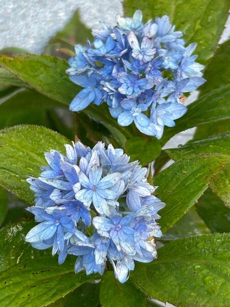 山紫陽花苗 マルルー ブルー ラベル付き