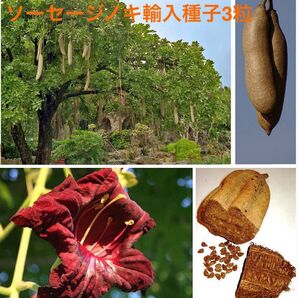 ソーセージノキ(Kigelia africana)輸入種子3粒、ガーナ産