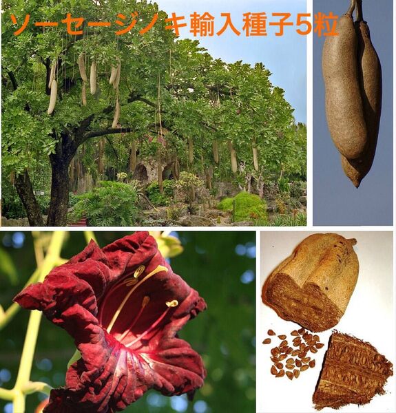 ソーセージノキ(Kigelia africana)輸入種子5粒、ガーナ産