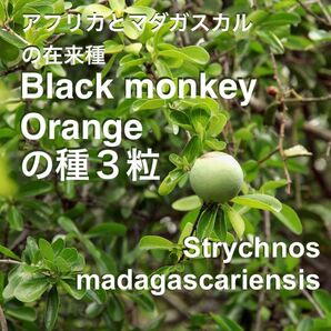 アフリカとマダガスカルの在来フルーツ、ブラックマンキーオレンジ種3粒(Strychnos madagascariensis)