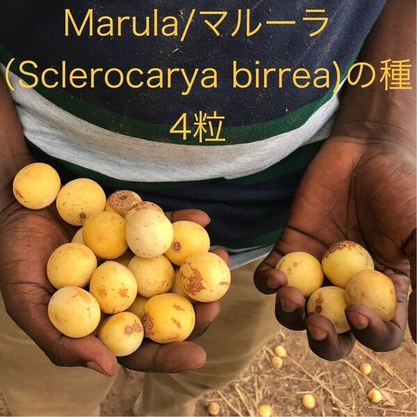 アフリカのフルーツ、Marula/マルーラ(Sclerocarya birrea)の種4粒、南アフリカ共和国産