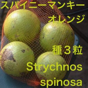 アフリカの果物、スパイニーマンキーオレンジ(Strychnos spinosa)の種3粒、南アフリカ共和国産