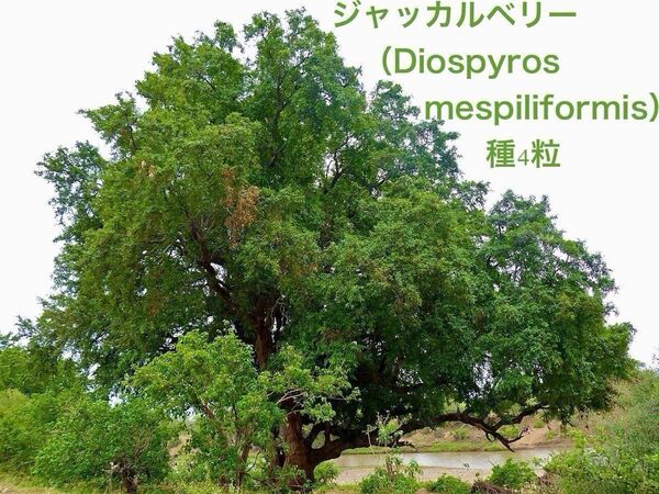 ジャッカルベリーまたはアフリカンエボニー(Diospyros mespiliformis)の種4粒、南アフリカ共和国産