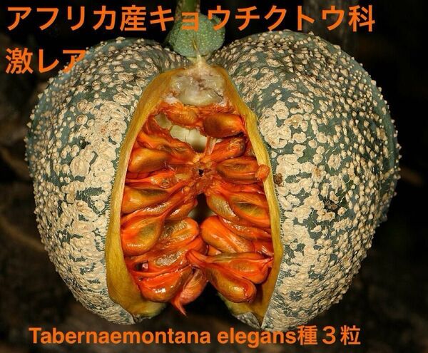 アフリカ産キョウチクトウ科激レア種、和名なし/Toad tree(Tabernaemontana elegans)の種3粒
