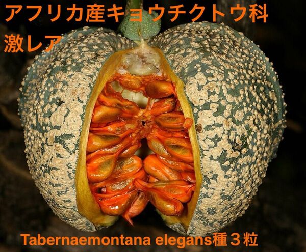 アフリカ産キョウチクトウ科激レア種、和名なし/Toad tree(Tabernaemontana elegans)の種3粒