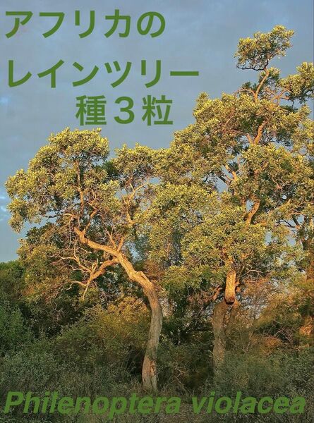 Rain tree/レインツリー(Philenoptera violacea)の種子3粒 南アフリカ共和国産