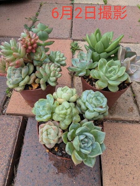 多肉植物 寄せ植えセットC.(7日まで出品予定)
