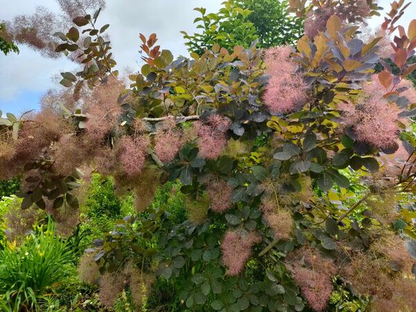 スモークツリー ピンクの花 枝 庭木
