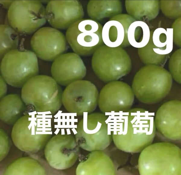 種無し葡萄 800g ぶどう 皮ごと食べれる 美味しい 葡萄 人気 果物 デザート マスカット フルーツ