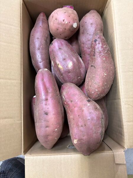 農薬不使用 2Lサイズ 紅はるか20キロ #さつまいも #サツマイモ