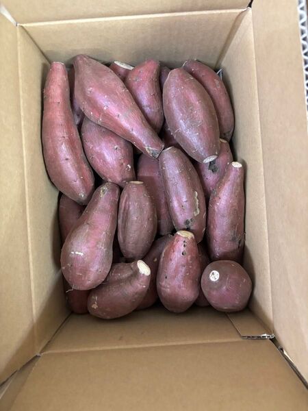 農薬不使用シルクスイートMからLサイズ 箱込み約5キロ