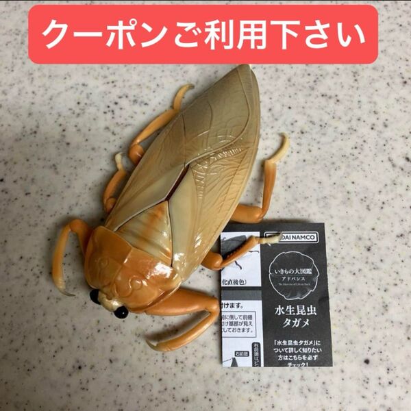 タガメ(羽化直後色)いきもの大図鑑アドバンスガシャポンカプセルトイガチャ