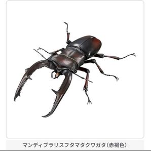 マンディブラリスフタマタクワガタ(赤褐色)いきもの大図鑑アドバンスギラファノコギリクワガタとマンディブラリスフタマタクワガタ