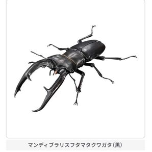 マンディブラリスフタマタクワガタ(黒)いきもの大図鑑アドバンスギラファノコギリクワガタとマンディブラリスフタマタクワガタ