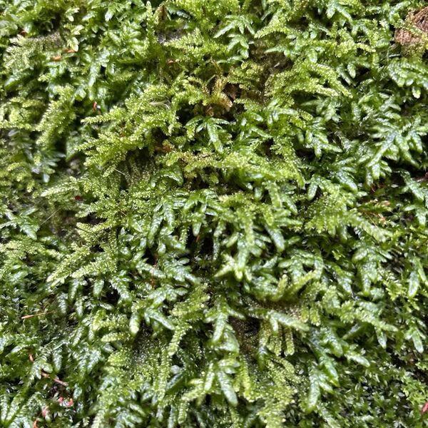 三重県産 天然 エダツヤゴケ 苔テラリウム用 苔玉 苔庭 苔盆栽 (送料無料)便利!ネコポス発送