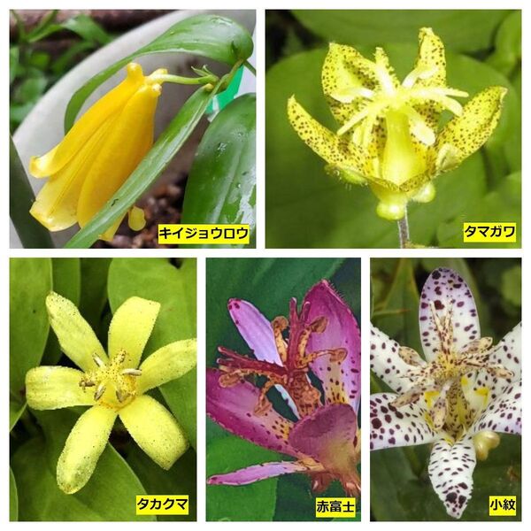 厳選 山野草黄花ホトトギス3種等