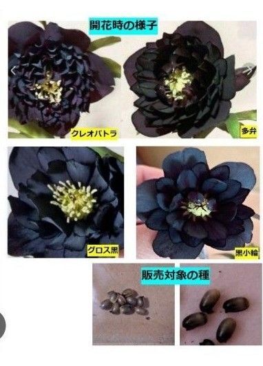 限定1セット クリスマスローズグロス黒クレオパトラ黒多弁黒小輪赤しべ黒八重交配種20粒