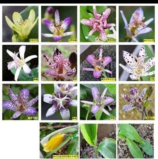 増量山野草紀伊上臈ホトトギス等14種