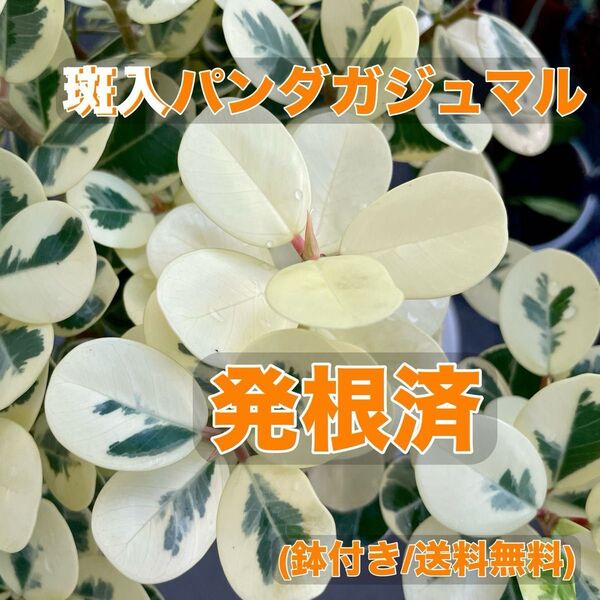 【発根済/鉢込】 斑入り パンダガジュマル